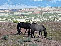 Big horn (61).JPG